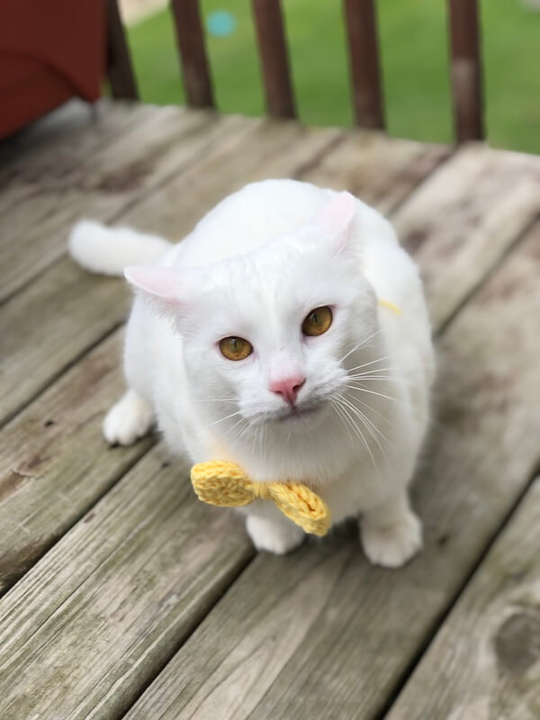 kitty bowtie crochet projects