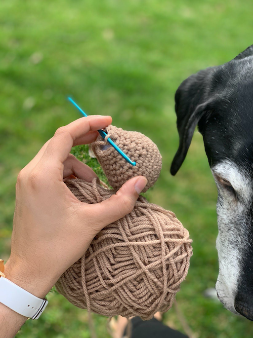 boundaries crochet dog